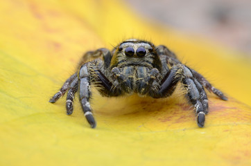 Spider.