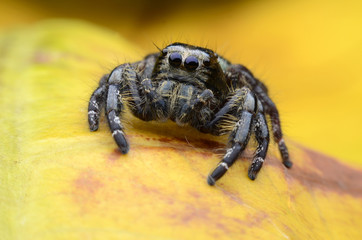 Spider.