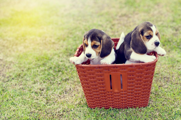 Little Beagles stay in basket

