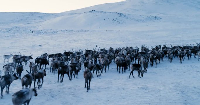 View of the Arctic Mountains. Aerial view of herd of reindeer, which ran on snow in tundra. 4k. Slow Motion