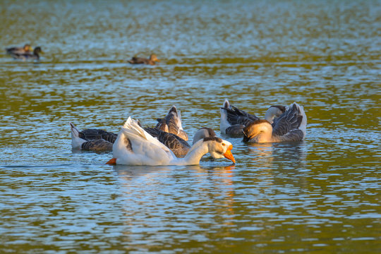 Graugänse am Teich