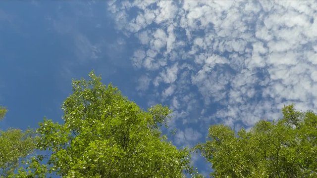Beneath the summer sky