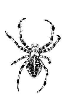 crawling spider drawn in ink by hand on a white background