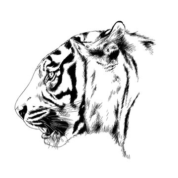 snarling face of a tiger drawn by hand on a white background tattoo