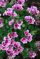 Fioritura