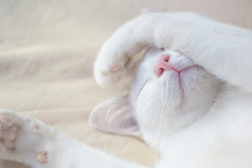 Fototapeta na wymiar cute white cat sleeping peaceful on bed ,soft tone