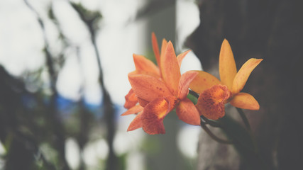 Flower (Orchidaceae or Orchid Flower)
