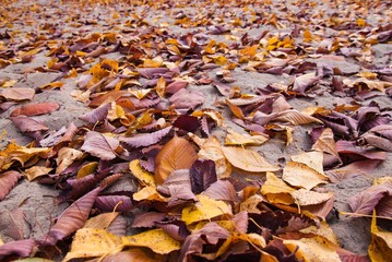 Falling autumn maple leaves natural background