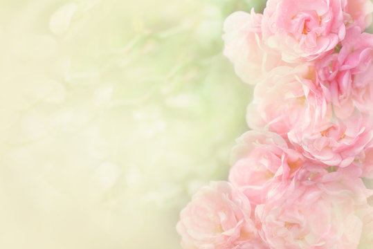 Fototapeta beautiful pink roses flower border soft background for valentine in pastel tone   