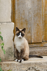 Siamkatze vor der Haustüre