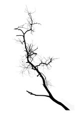 Dead tree silhouette isolated on white background

