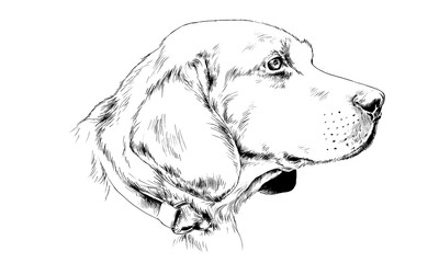 the face of a dog drawn in ink by hand on a white background logo