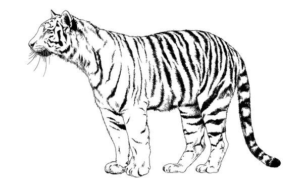 large striped tiger drawn in ink by hand on a white background
