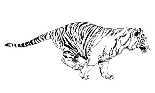 large striped tiger drawn in ink by hand on a white background