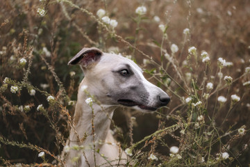 Whippet