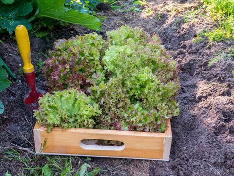 Harvesting Lollo rosso lettuce salad in the organic vegetable garden.
