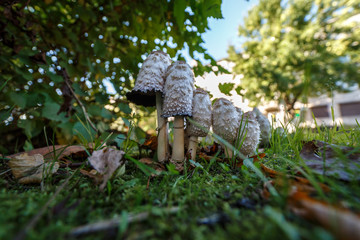 Грибы зонтики на поляне