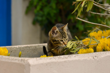Junge Tigerkatze im Blumentrog