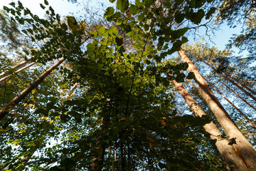 Сосновый лес, вид снизу