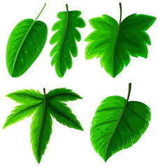 Different types of green leaves on white