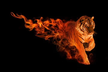 Poster Im Rahmen Tiger Tierreich Sammlung mit erstaunlichen Effekten © Effect of Darkness