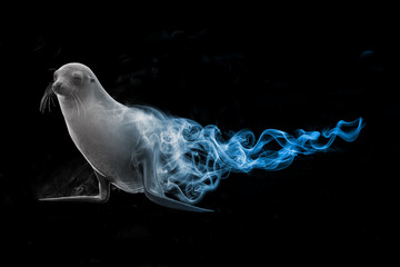 Seal animal kingdom collection with amazing effects