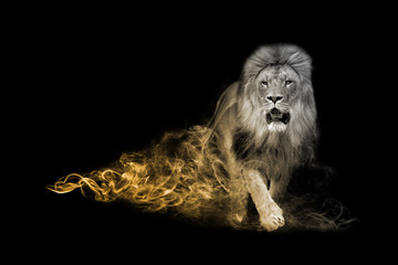 Lion one of the big five animals you must see in africa animal kingdom collection with amazing...