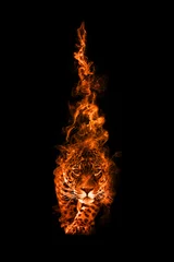 Leopard Portrait Tierreich Sammlung mit erstaunlicher Wirkung © Effect of Darkness