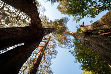 Корни старой сосны © vasilaleksandrov