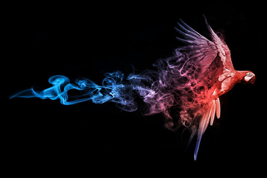 Macaw blue red animal kingdom collection with amazing effect