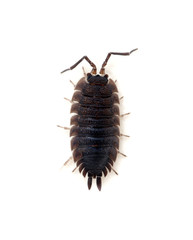 Woodlouse isolated on white