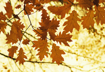  Autumn leaves on  nature