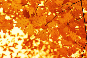  Autumn leaves  background.