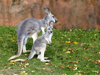 Naklejka na ściany i meble Red kangaroo, Megaleia rufa, is one of the biggest kangaroos