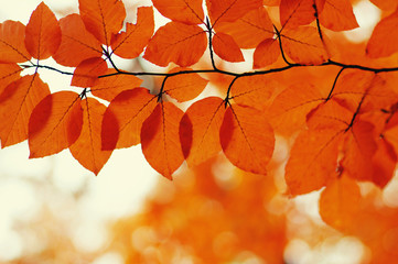  Autumn leaves  background.