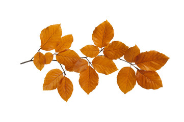  autumn leaves isolated on white