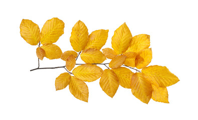  autumn leaves isolated on white