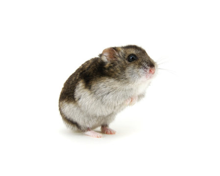 Dwarf hamster on white