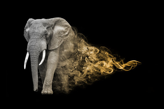 Ellephant one of the big vife animals you must see in africa animal kingdom collection with amazing effect