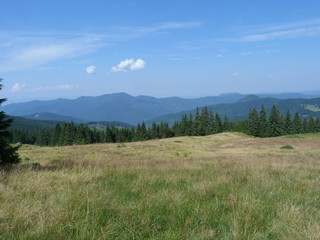vegetation of mountain forests of the Ukrainian Carpathians.