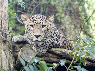 Persian Leopard, Panthera pardus saxicolor, resting on a tree