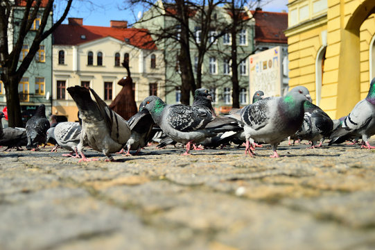 Gołębie w stadzie na brukowanym rynku w centrum miasta.