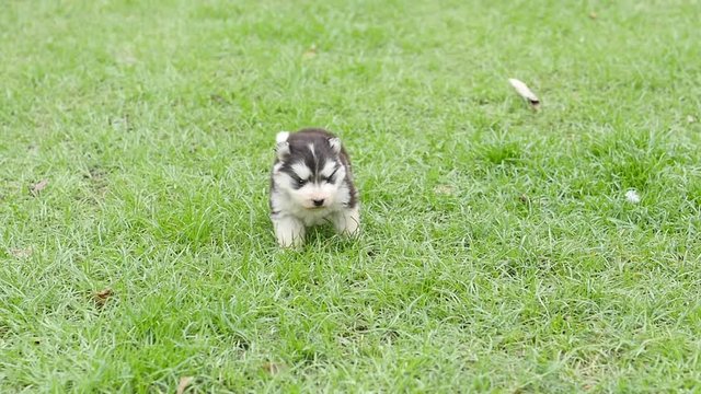Close up cute siberian husky puppy walking on grass slow motion 