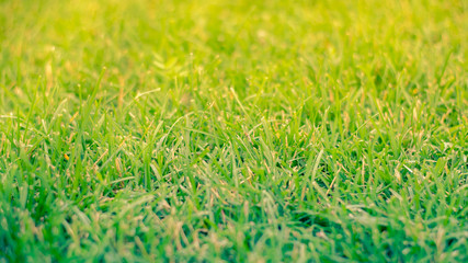 Green grass in the sun. Lawn or meadow in summer.