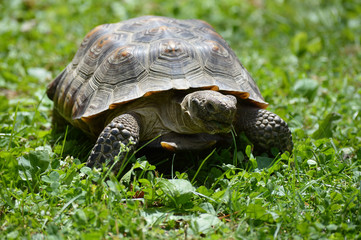 Naklejka na ściany i meble Desert tortoise in the grass 