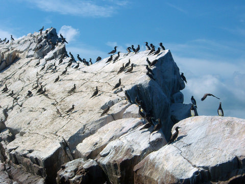 Aves en Mochima
