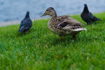 Ducks and two pigeons on the grass. Birds go to the pond.