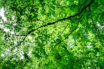 Green leaves on tree