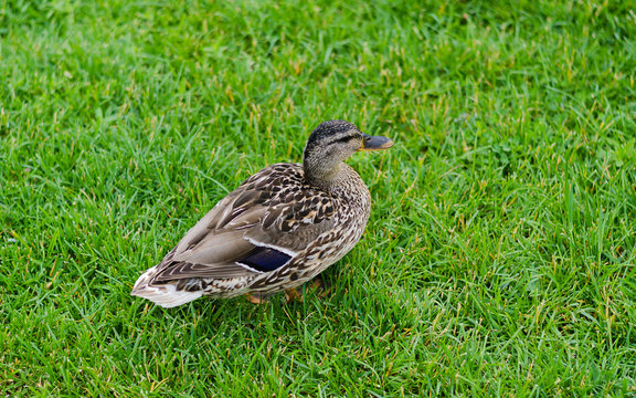 Duck on the grass. Variegated bird on the meadow. The animal is in nature.