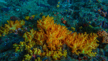 sea Anemones Myanmar 2